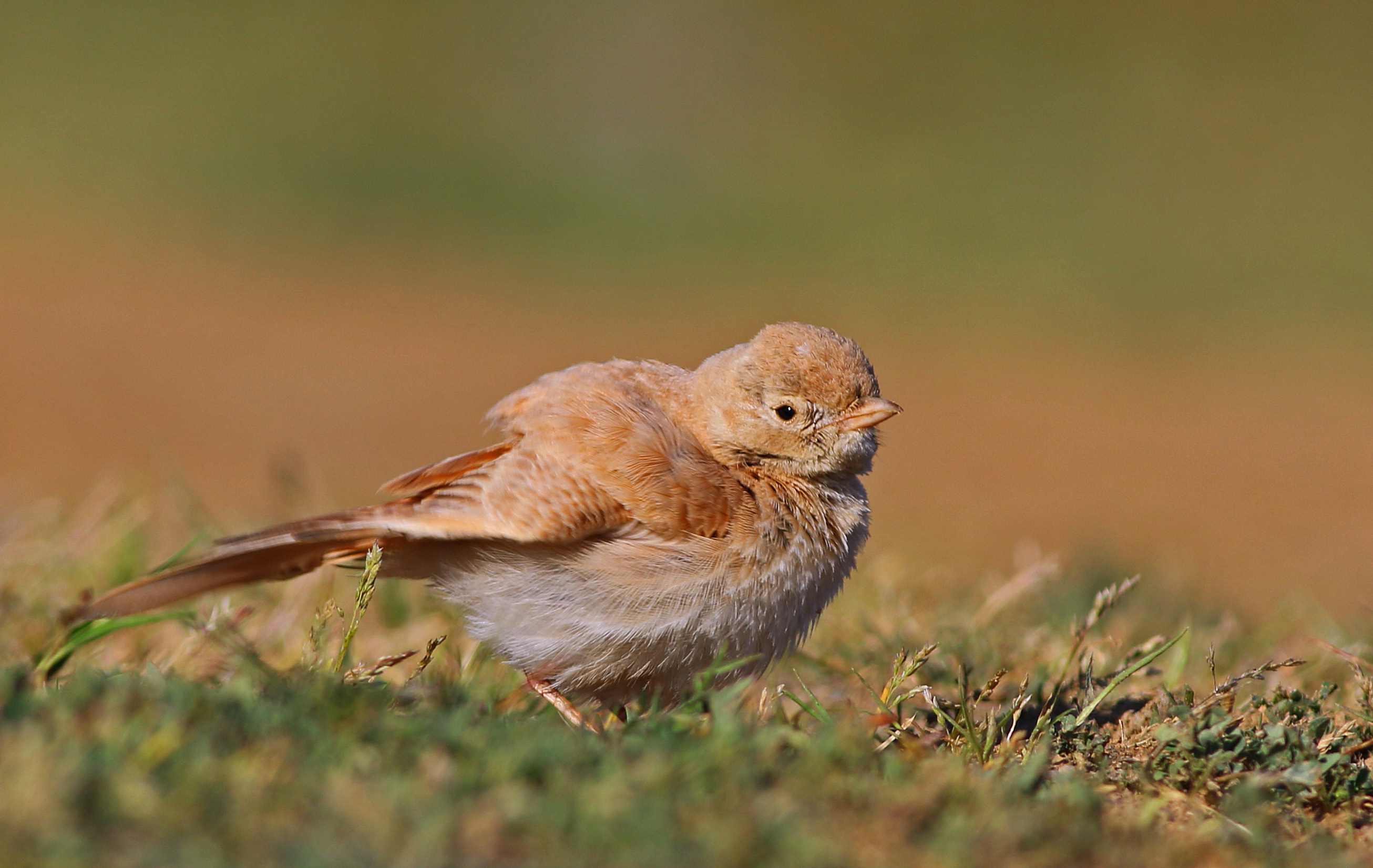Bar-tailed Lark